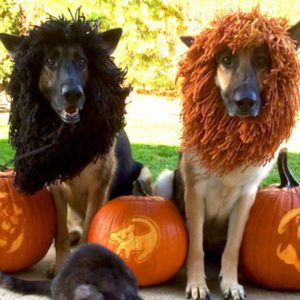 Dog or Cat Lion Halloween Costume