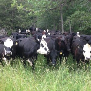 Grass fed cattle out to pasture